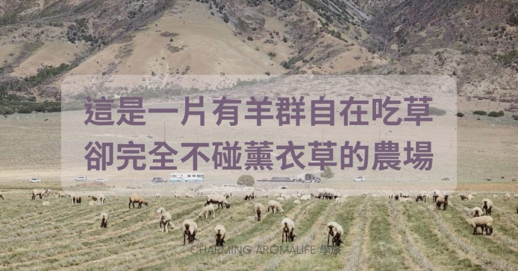 Young Living 悠樂芳與其他精油公司的最大不同是什麼？答案就在我們自己的農場！